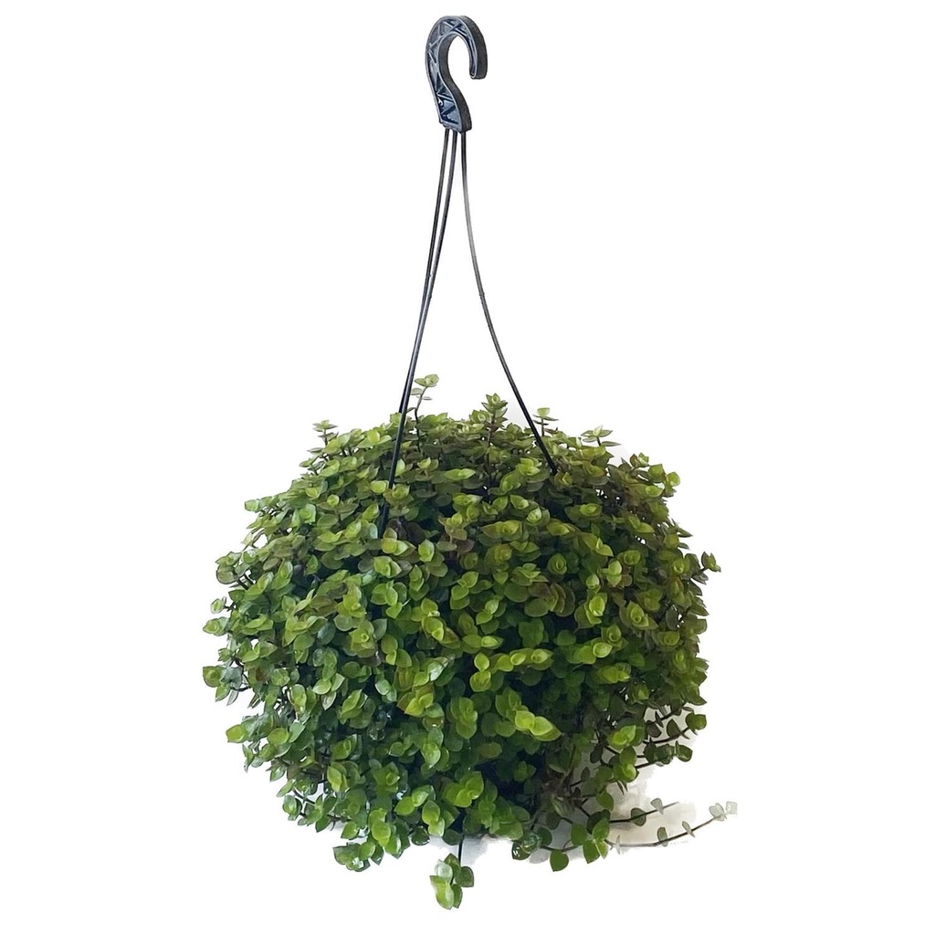 Artificial turtle vine