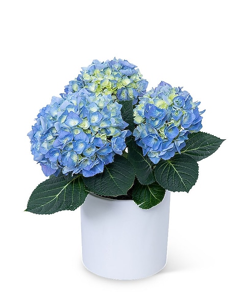 Artificial blue hydrangea flower
